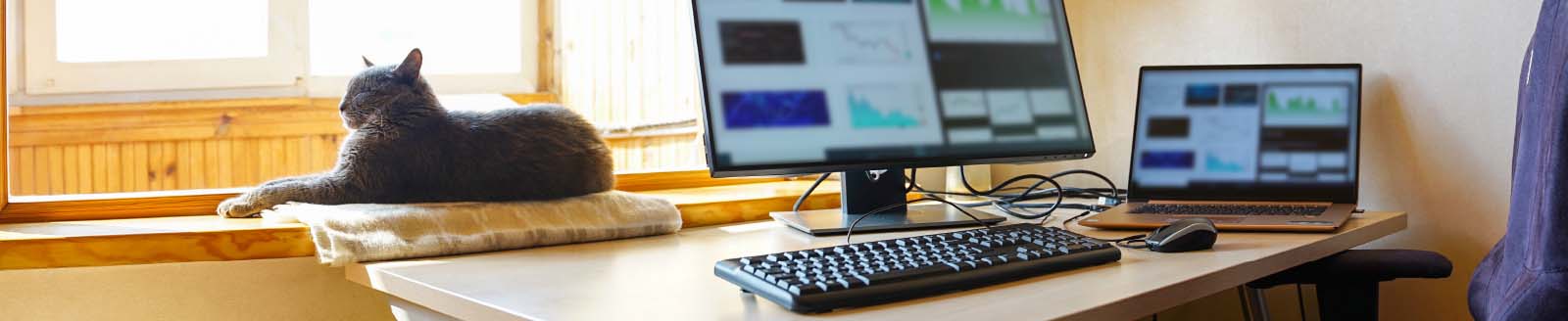 computer workstation with cat hanging out in background